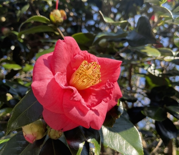 ・島の花々 