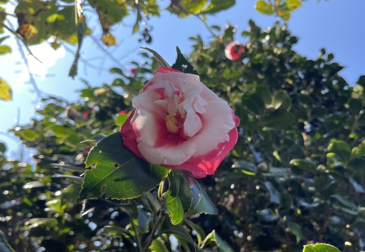 ・島の花々 