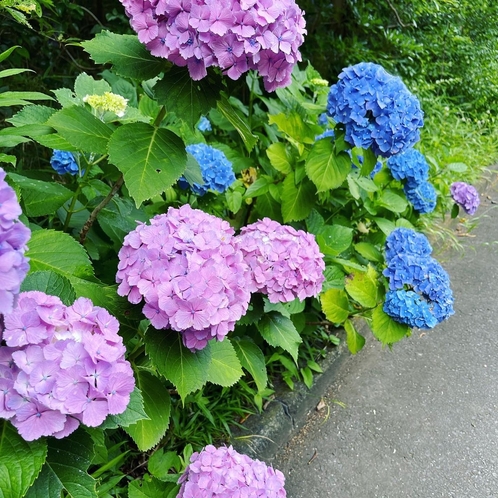 ・島の花々 