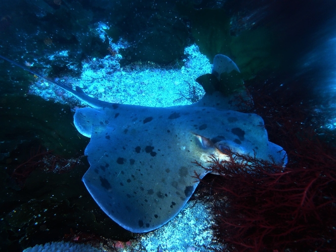 ・海の生き物たち