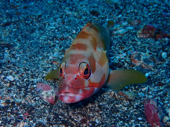 ・海の生き物たち