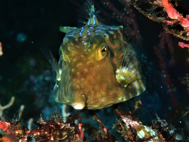 ・海の生き物たち