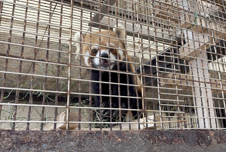 ・【動物園】愛くるしいレッサーパンダ