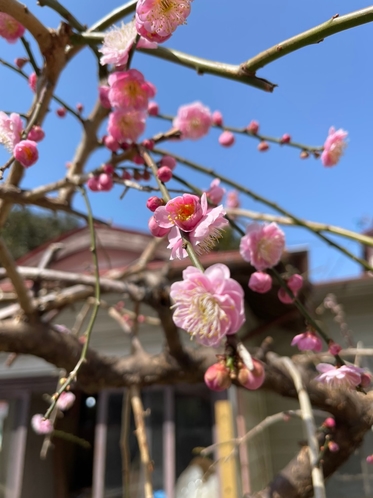 ・島の花々 