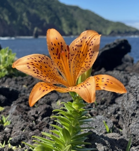 ・島の花々 