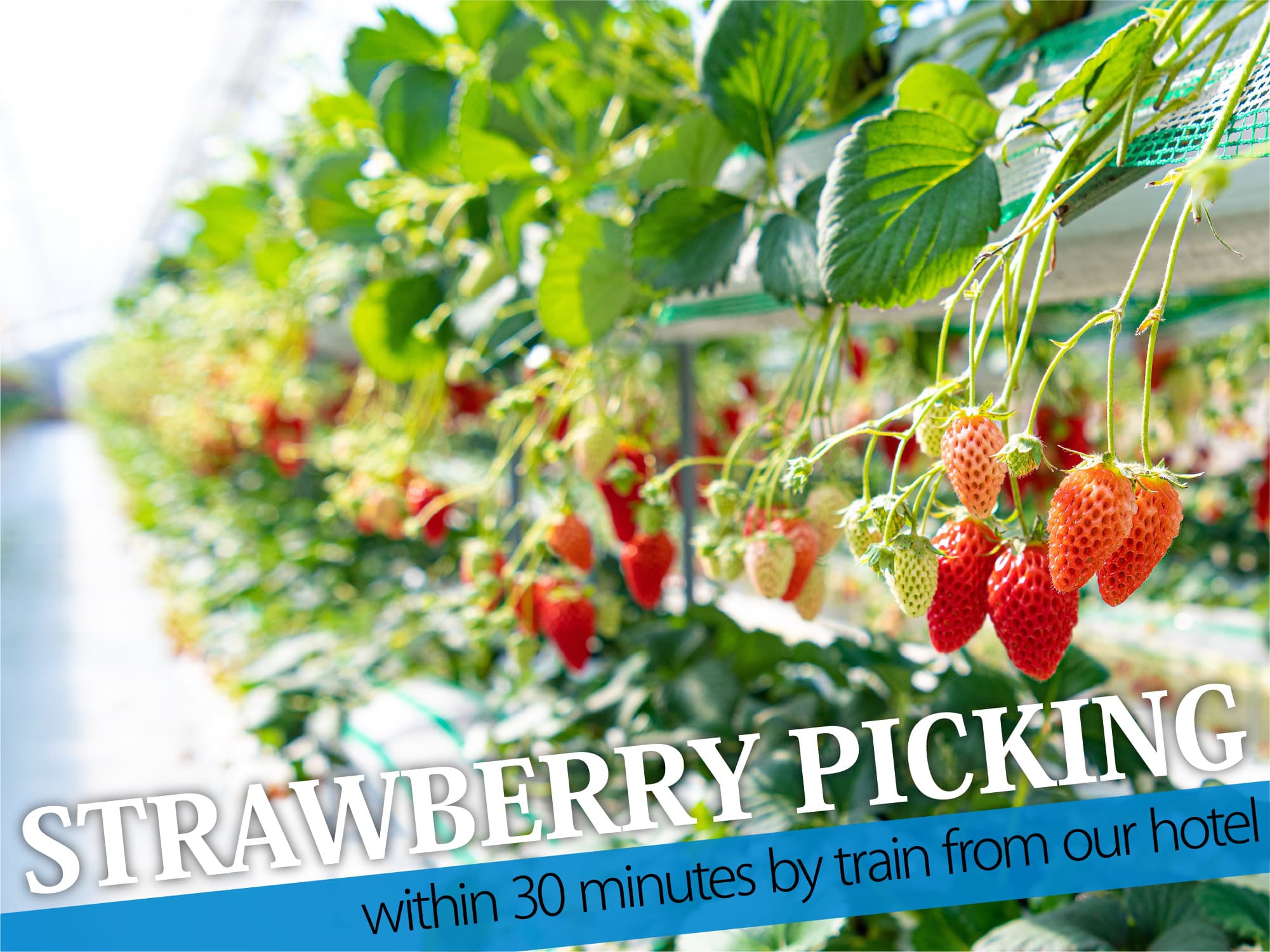 Strawberry Picking（いちご狩り）