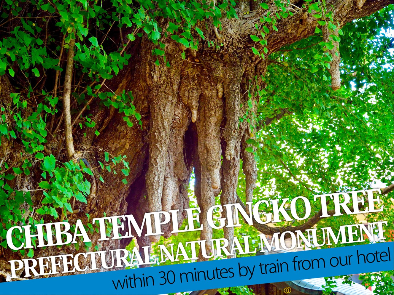 Chiba Temple Ginkgo tree（千葉寺ノ公孫樹）