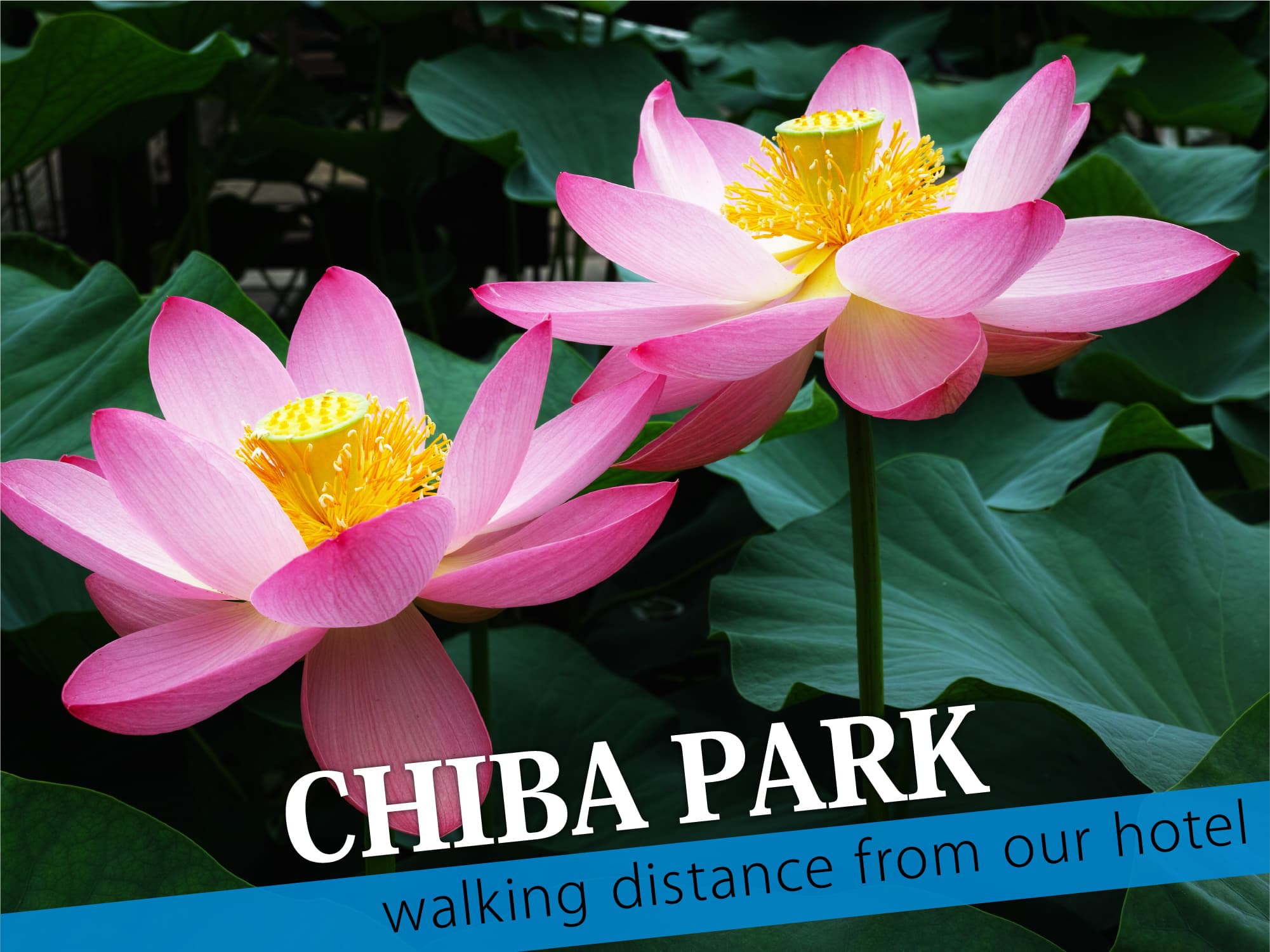 Chiba Park（千葉公園）