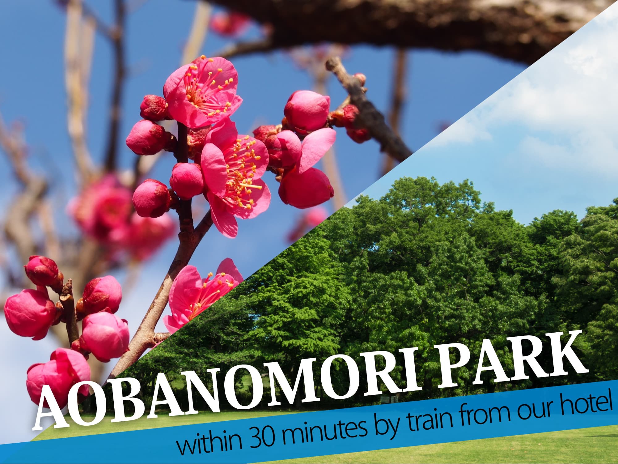 Aobanomori Park（青葉の森公園）