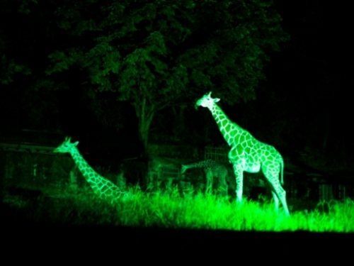東山動物園『キリン』ホテルから約10分
