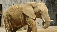 東山動物園『ゾウ』ホテルから約10分