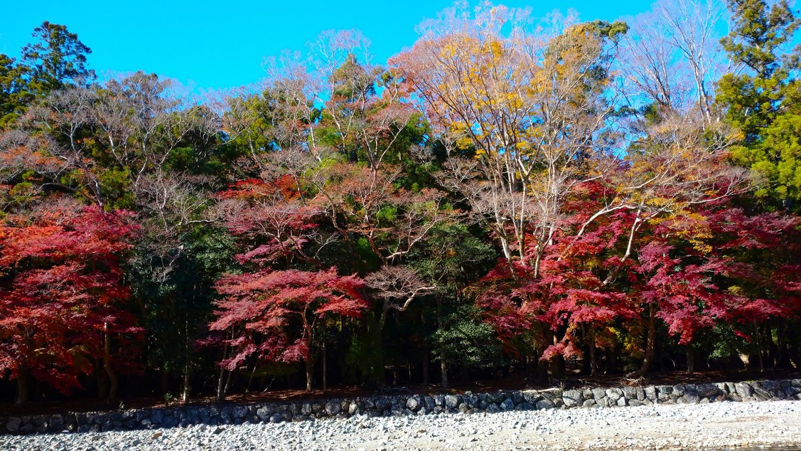 五十鈴川の紅葉（伊勢神宮方面）