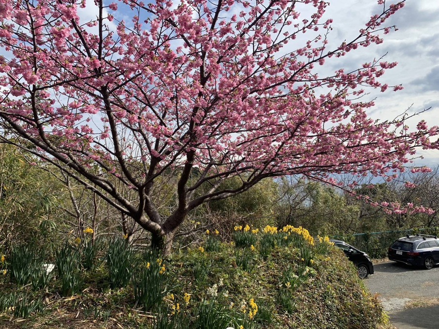 白浜桜の里