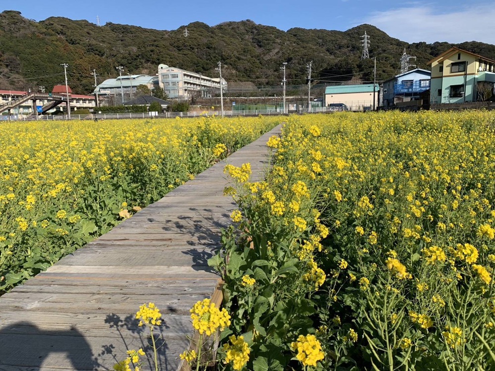 南伊豆日野の菜の花01