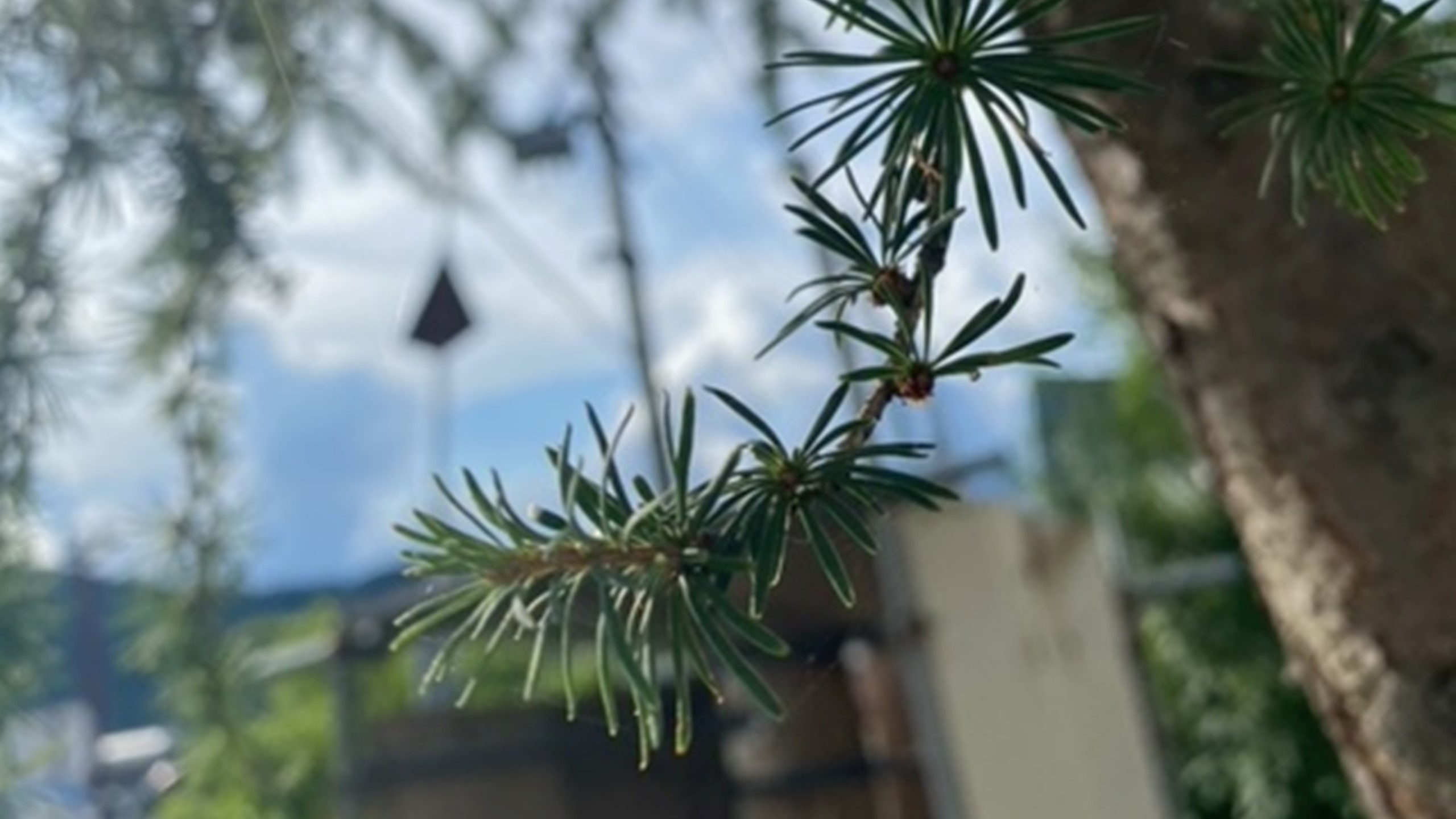 夏周辺景色