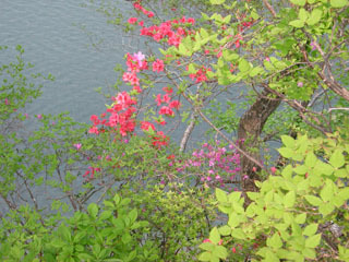 This photo about Pension Sun Garden shared on HyHotel.com