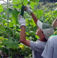 野菜収穫