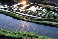 こちらは、春の大山千枚田（車で30分です。）