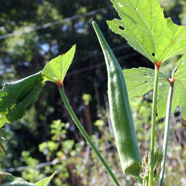 *野菜は自家栽培