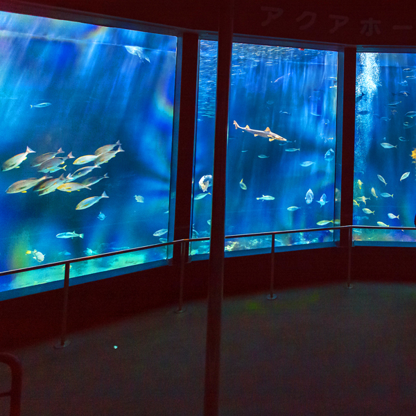 *下田海中水族館