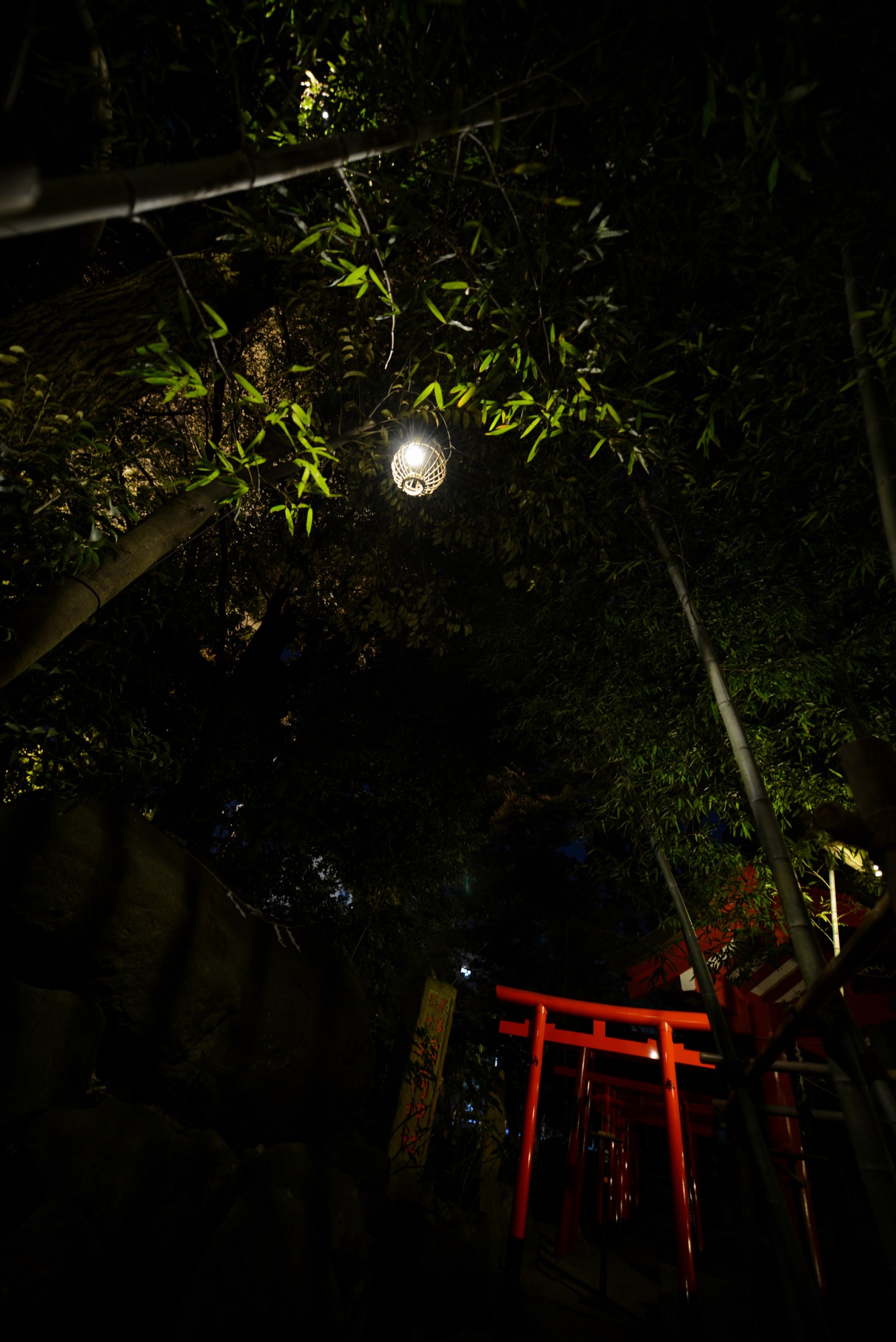 夜の来宮神社②