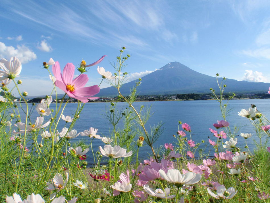 初秋コスモスと富士山