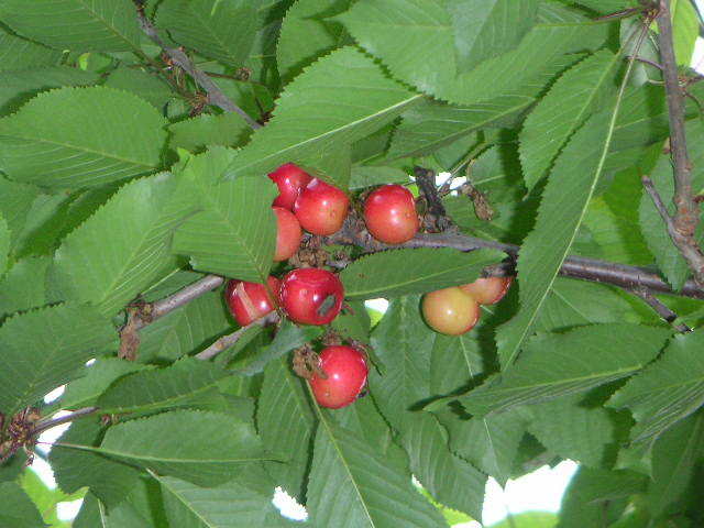 初夏は、さくらんぼ狩り