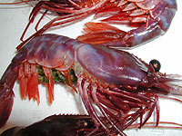 北海道知床直送幻の海老『ぶどうえび』