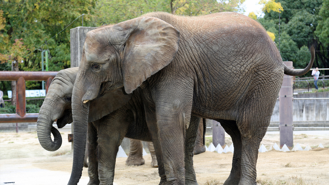 観光情報＜とべ動物園＞