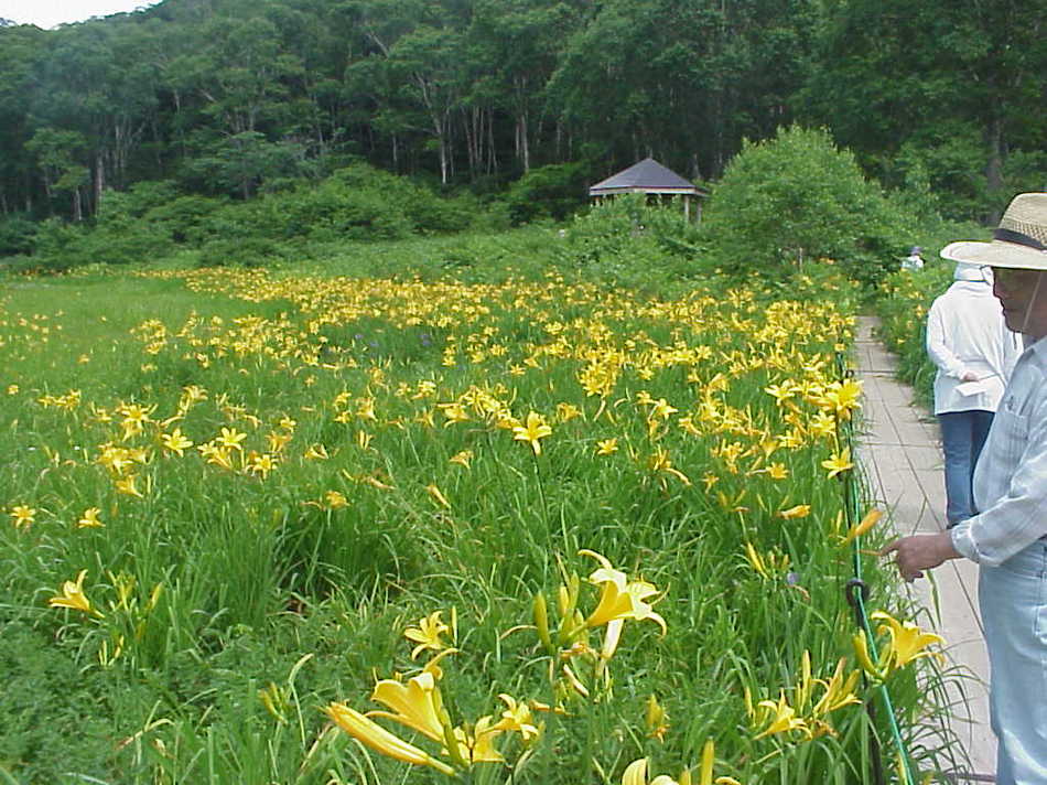 カヤの平高原の北ドブ湿原