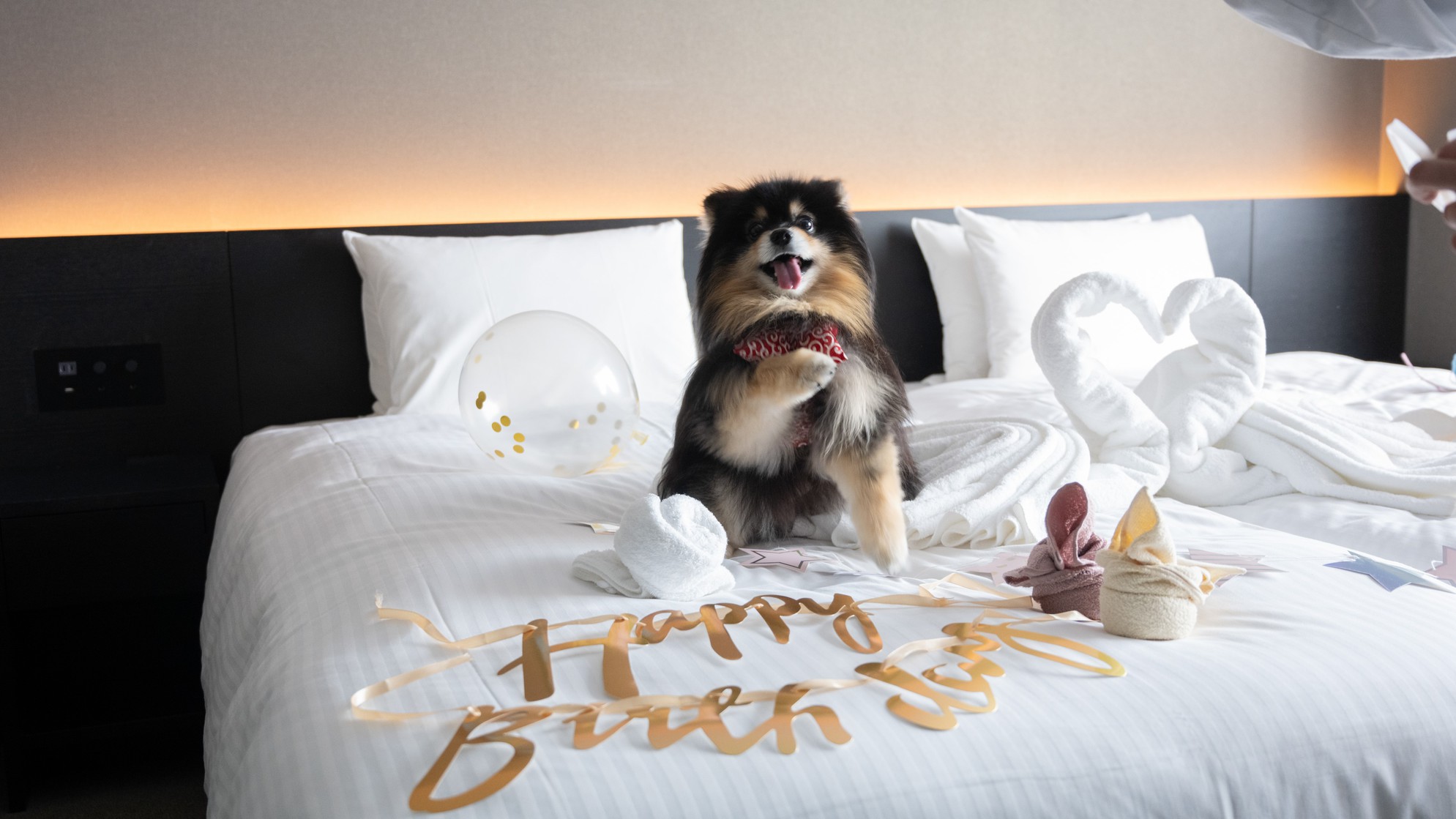 愛犬のお誕生日に『アニバーサリープラン』をご用意