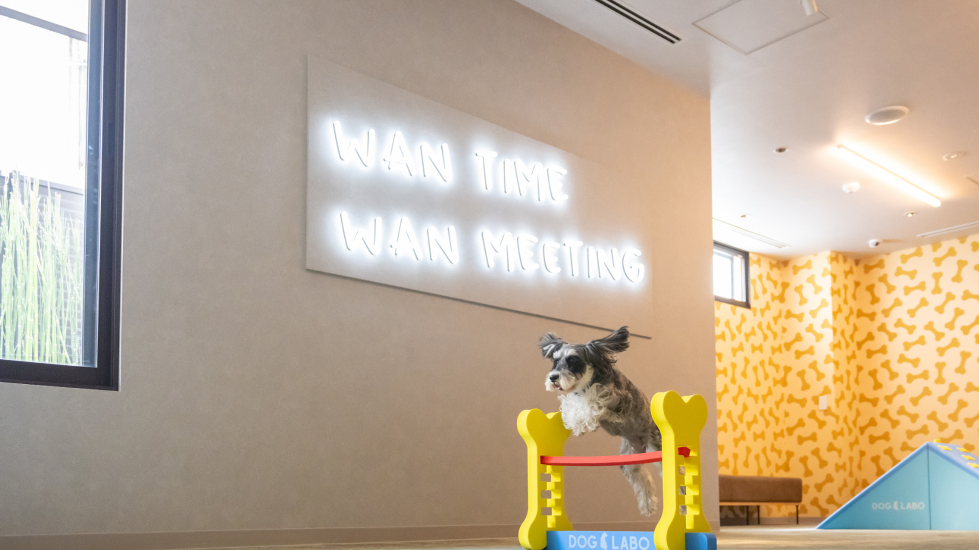 スラロームや遊べるグッズで doggy が自由にストレス発散。