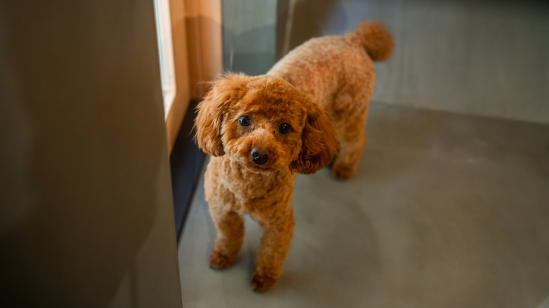 dog room