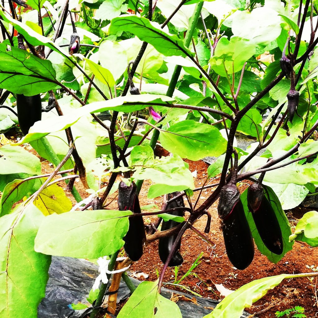 裏の畑で採れたお野菜で、女将たちが作る朝食を。