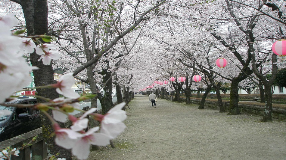 旅館の前の菊池神社の参道桜並木