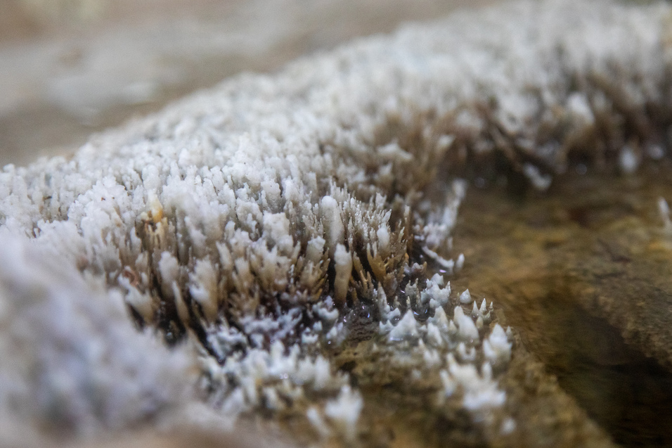 湯の華鉄輪温泉かけ流し♪濃厚なナトリウム塩化物泉で天然の湯の花が見られます♪