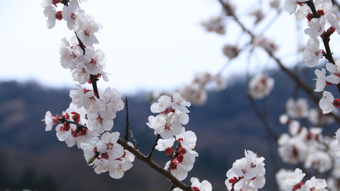 神子の山桜♪２００本以上の山桜が見られ、福井県の名勝のひとつになっています彡