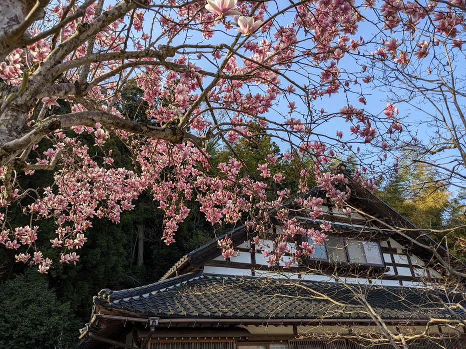 春の母屋