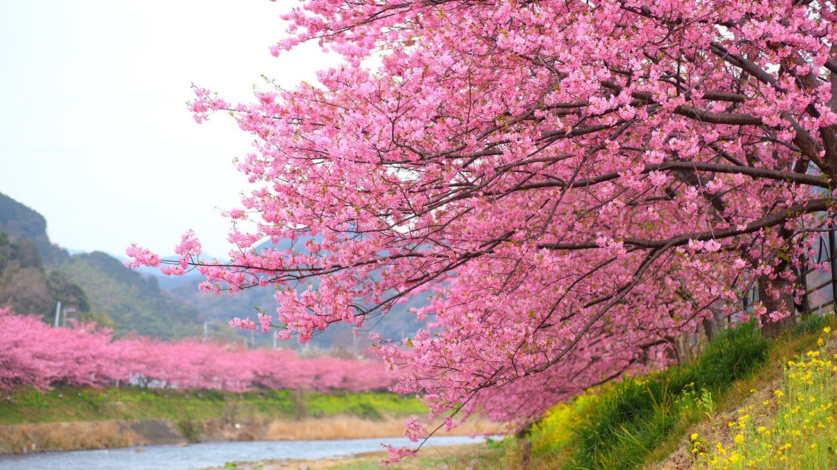 本州一の早咲き桜として知られる河津桜