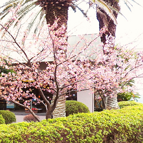 【景観】当ホテル玄関前の河津桜もお客様をお出迎え