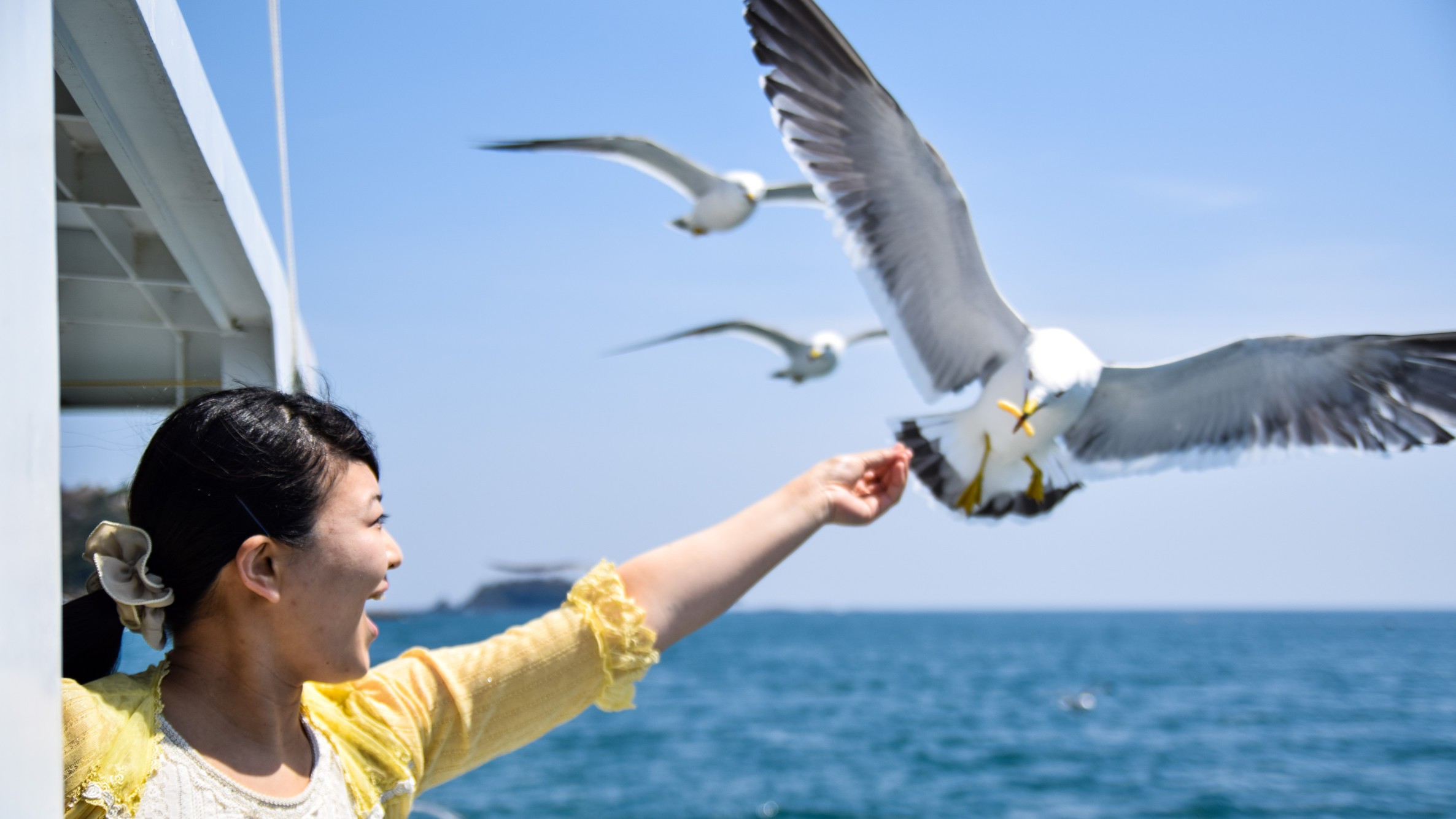 ウミネコとのふれ合いも楽しめる！志津川湾観光船♪