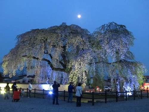 樹齢300年のしだれ桜