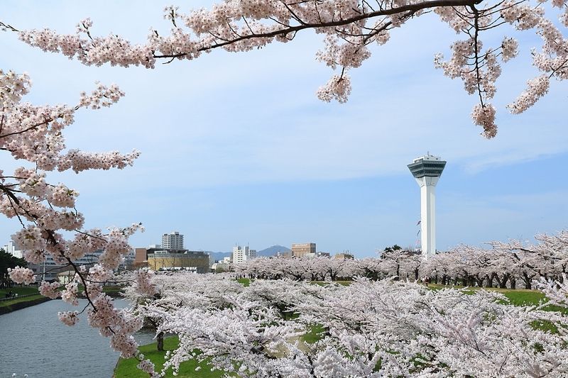 五稜郭タワーが一望できるスポット