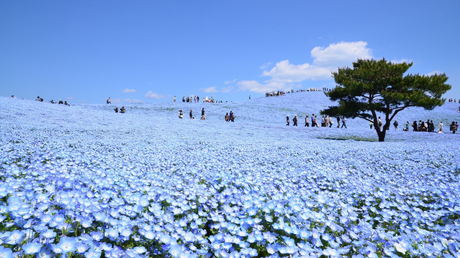 ひたち海浜公園ネモフィラ