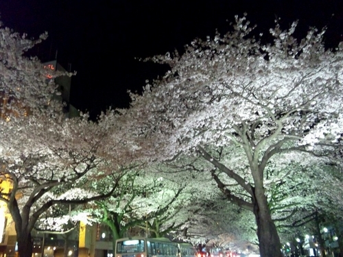 平和通りの夜桜