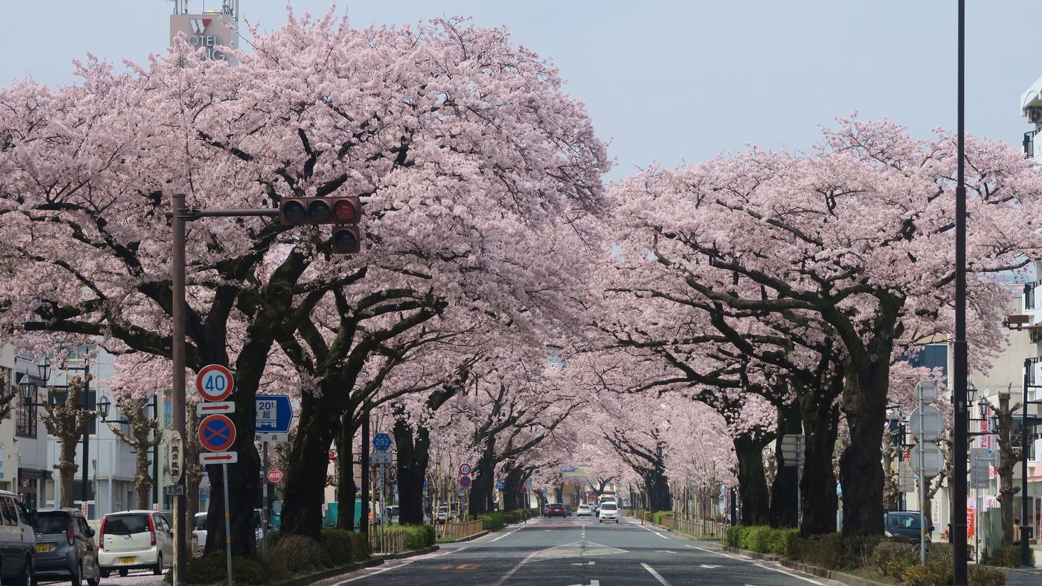 平和通り桜のトンネル