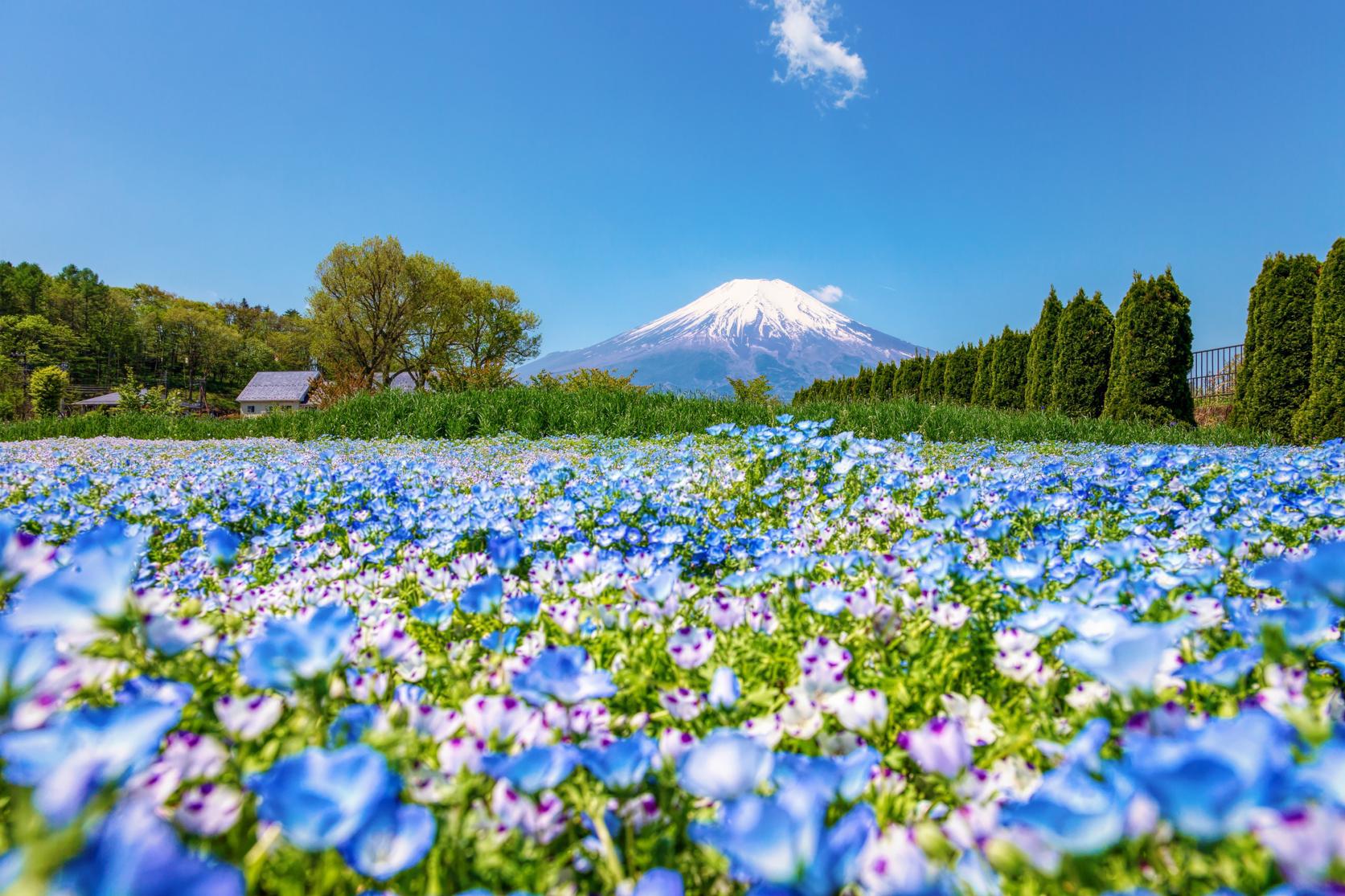 花の都公園
