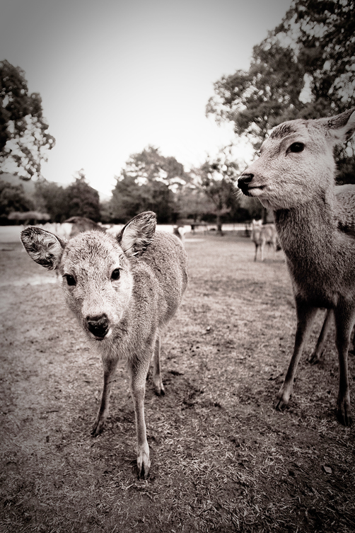 奈良公園