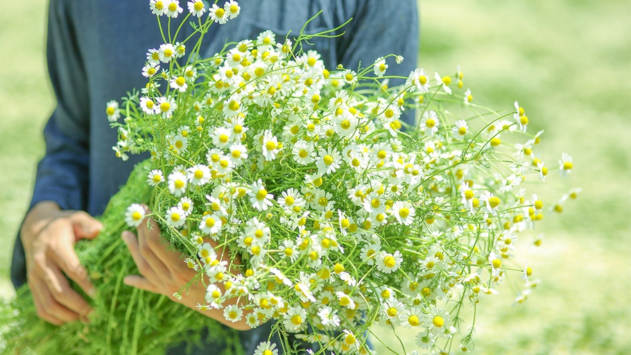 カミツレたちの花期【5月中旬〜6月中旬】