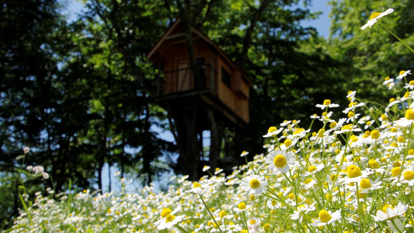 カミツレたちの花期【5月中旬〜6月中旬】